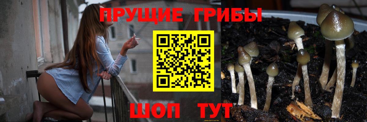 Псилоцибиновые грибы Cubensis Северск
